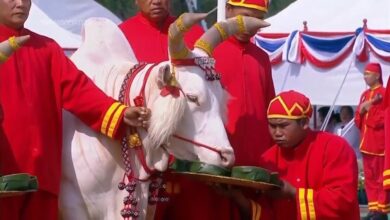 Oxen in Thailand’s annual royal ploughing ceremony indicate Thai economy set to prosper