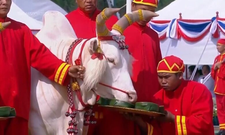 Oxen in Thailand’s annual royal ploughing ceremony indicate Thai economy set to prosper Oxen in Thailand’s annual royal ploughing ceremony indicate Thai economy set to prosper
